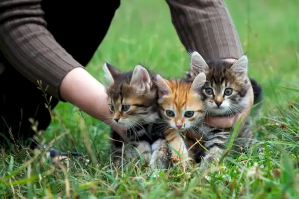 草の上の 3 匹のかわいい子猫