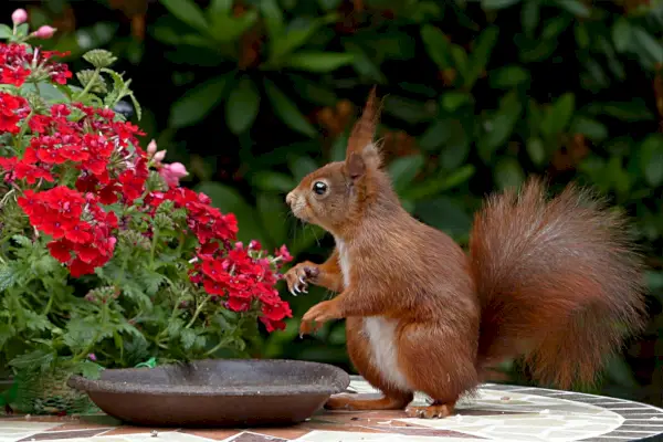 Rotes Eichhörnchen im Garten