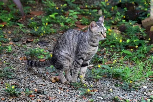 gato haciendo caca afuera