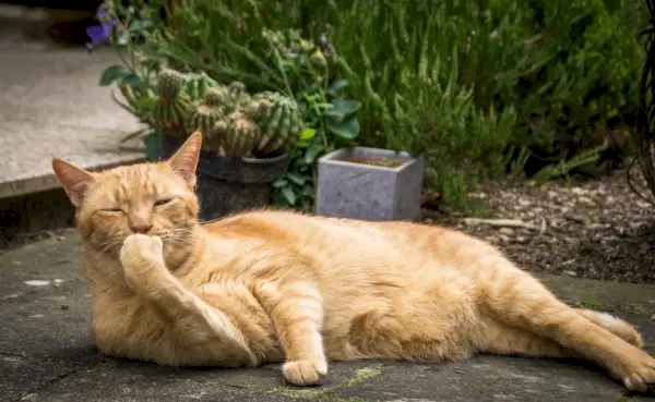 Orangefarbene Katze, die im Garten liegt