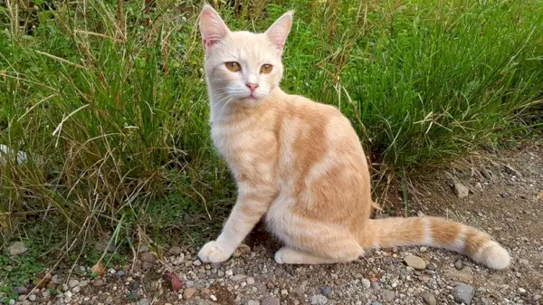 Eine javanische Katze, die draußen sitzt