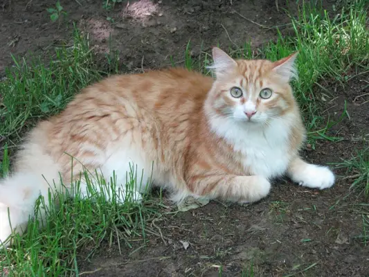 Maine-Coon-Katze liegt auf dem Boden