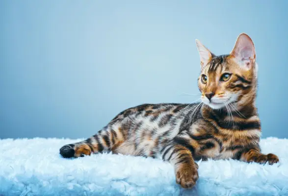 Bengalkatze auf blauem Hintergrund