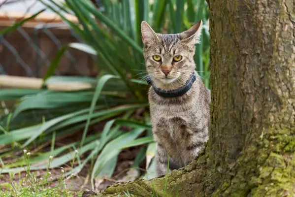 Tabbykatze mit GPS-Halsband sitzt hinter einem Baumstamm