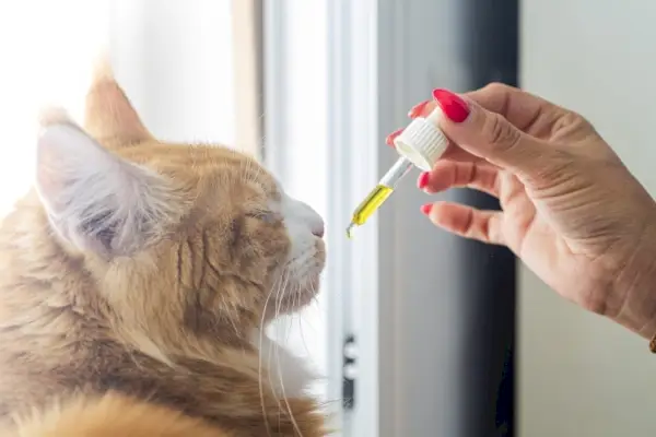 Los 9 mejores aceites de CBD para gatos con cáncer: reseñas y mejores selecciones de 2024