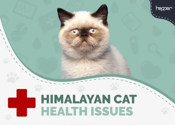 Problèmes de santé des chats himalayens