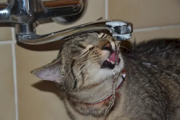 Eine Katze trinkt Wasser aus dem Wasserhahn