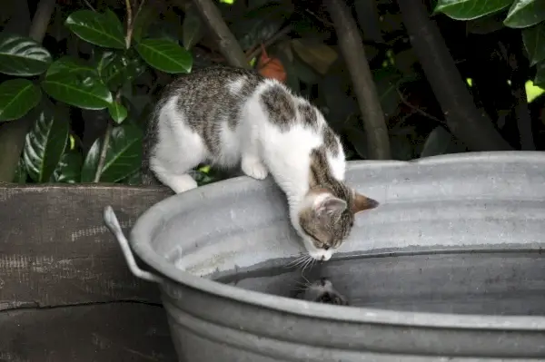 Eine Katze trinkt Wasser im Garten