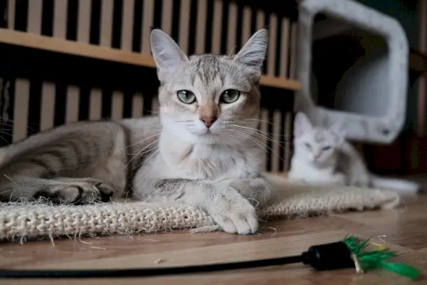 nærbilde av en tabby katt liggende på bordet