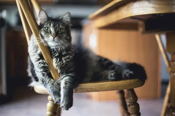 en tabby langhåret katt som slapper av på et tresete