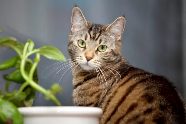 Tabbykatze mit Zimmerpflanze