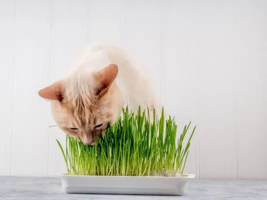 Katze frisst frisches grünes Gras