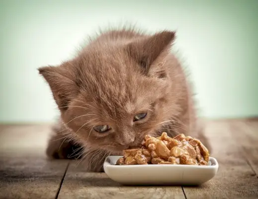 Kätzchen frisst nasses Katzenfutter