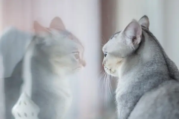 Graue Katze betrachtet das Spiegelbild