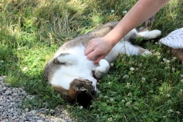 kattägaren gnuggar sin husdjurskatt