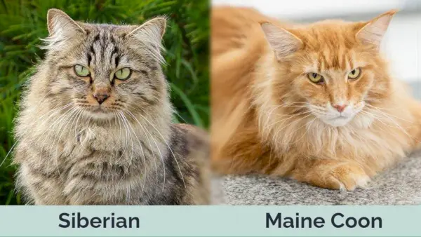 Hepper - sibirisk vs maine coon side om side