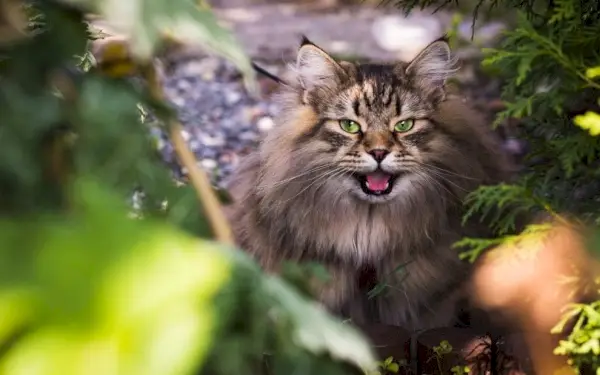 Sibirisk kat med åben mund