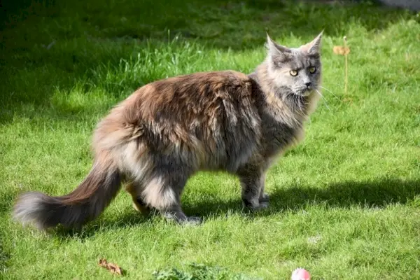 skildpadde blå røg maine coon stående udendørs