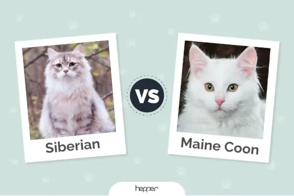 Hepper - Siberian vs Maine Coon fremhævet