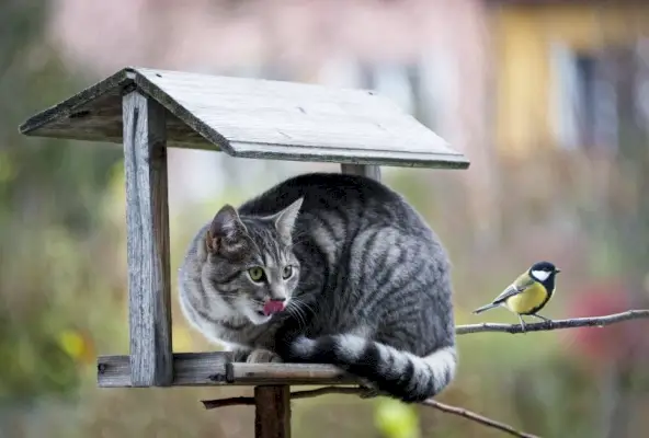 gato cazando pájaro