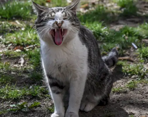 gato al aire libre