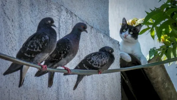 gato cazando pájaros