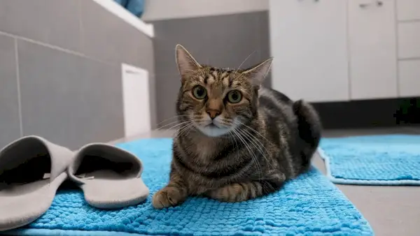 chat dans la salle de bain