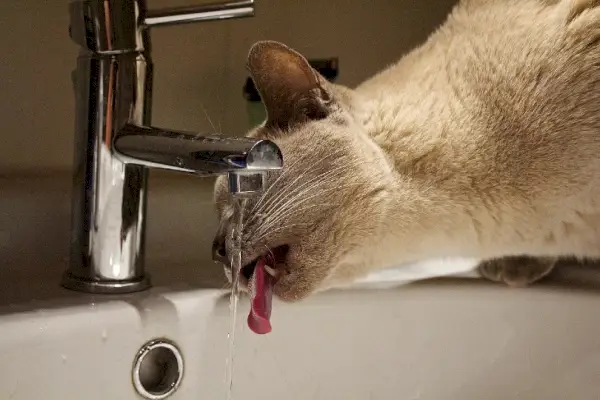 chat buvant l'eau du robinet