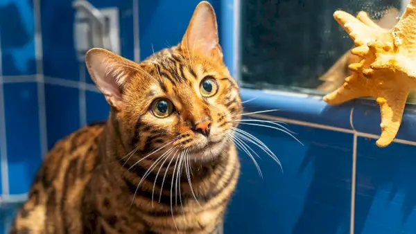 chat bengal à la recherche curieux sous la douche