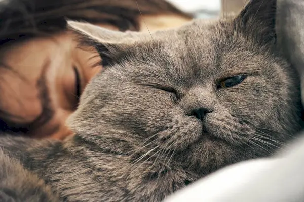 女性の近くで眠るブリティッシュショートヘアの猫