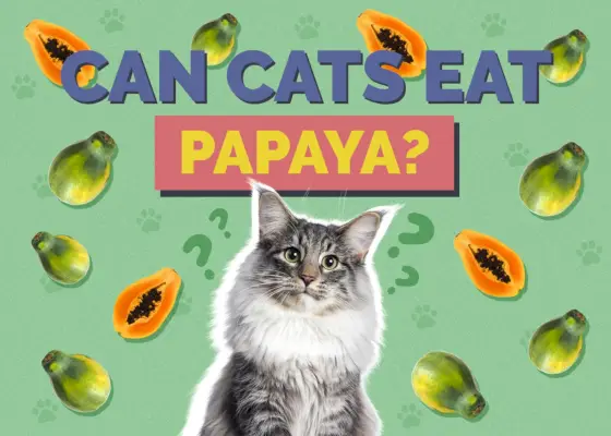 Können Katzen Papaya essen?