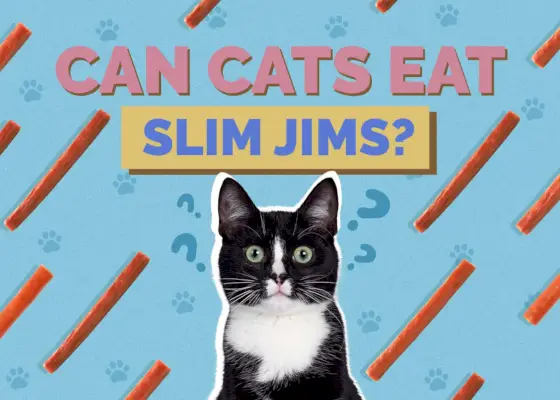 Hepper_Can Cats Eat_Slim Jims