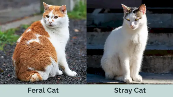 Feral Cat vs Stray Cat side om side