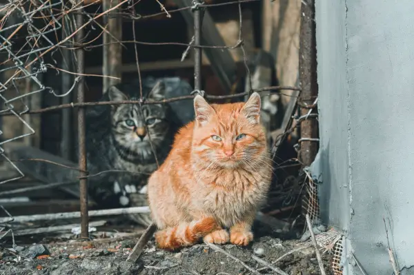 grå og rød tabby katte på et forladt sted