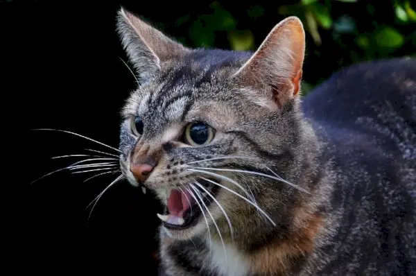 eine getigerte getigerte Katze zischt