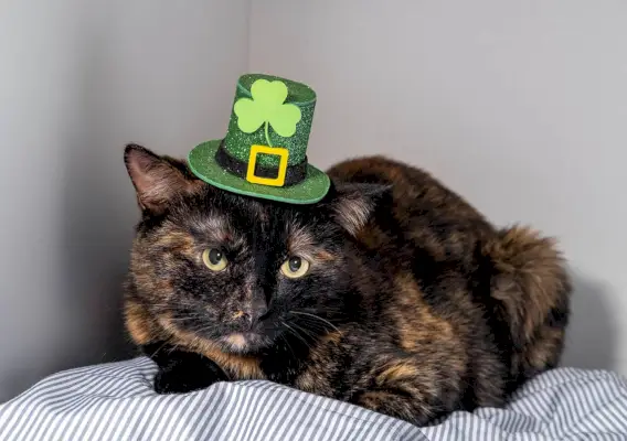 tortie katt bär irländsk hatt