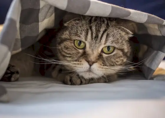 chat écossais se cachant de peur sous la couverture à carreaux