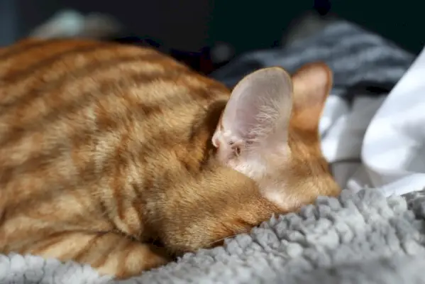 Chat roux enfouissant la tête dans une couverture