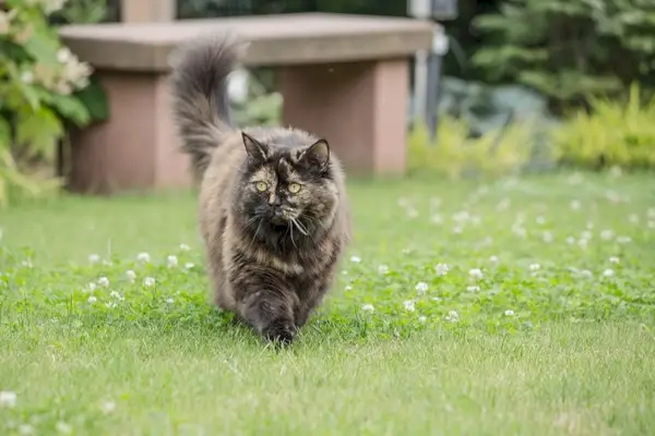 Britische Langhaarkatze, die im Garten spaziert