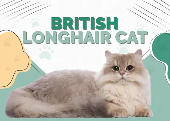 Britische Langhaarkatze