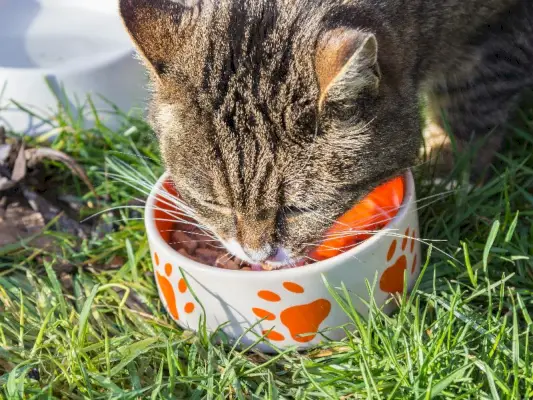 recette de nourriture pour chat thon mangeant dans l'herbe