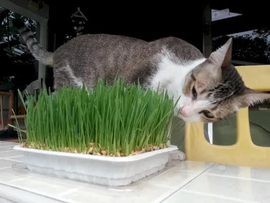 le chat mange de la jeune herbe de blé