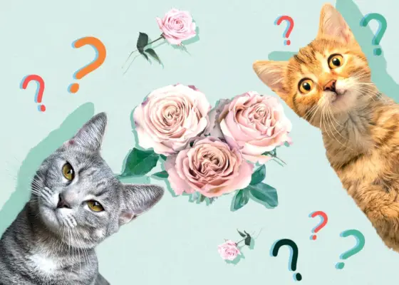 Le chat peut-il manger des roses