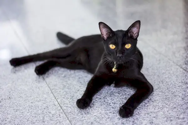 Schwarze Katze liegt auf dem Boden