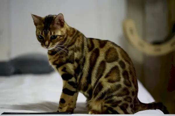 Bengalkatze