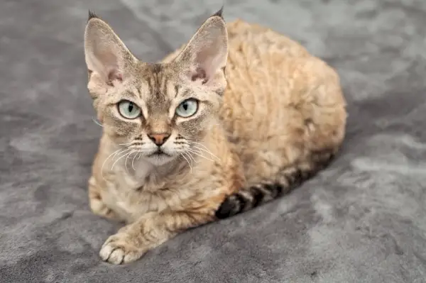 devon rex tabby mačka leží na mäkkej deke