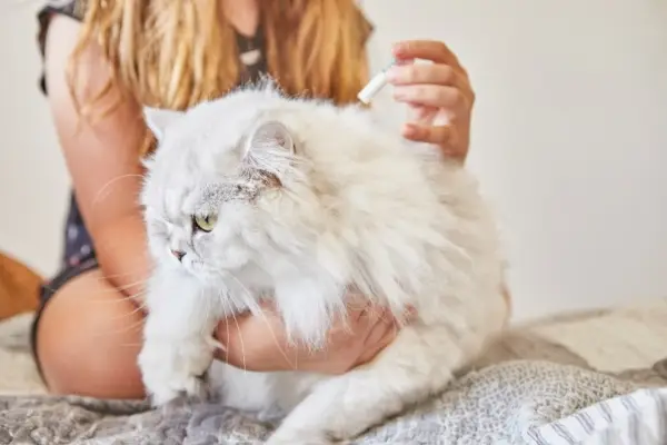 Flohbehandlung bei Katzen