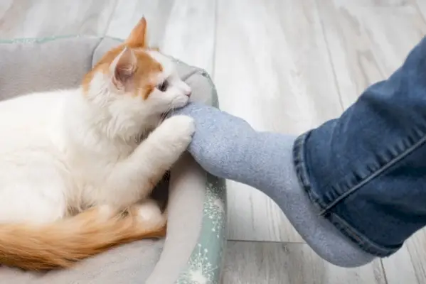 hombre mordiendo gato