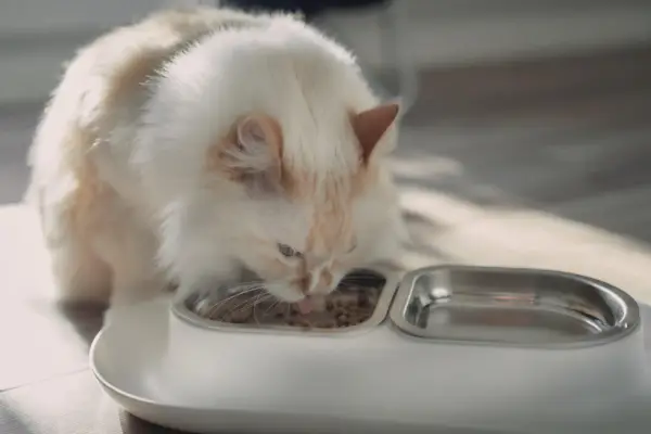 gato del himalaya blanco comiendo hepper nom nom