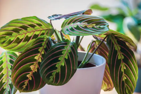 cerrar las hojas de una planta de oración